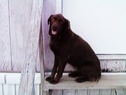 Chance posing in front of the door