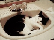 Holden in the Sink